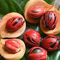 Mace Exporter from India